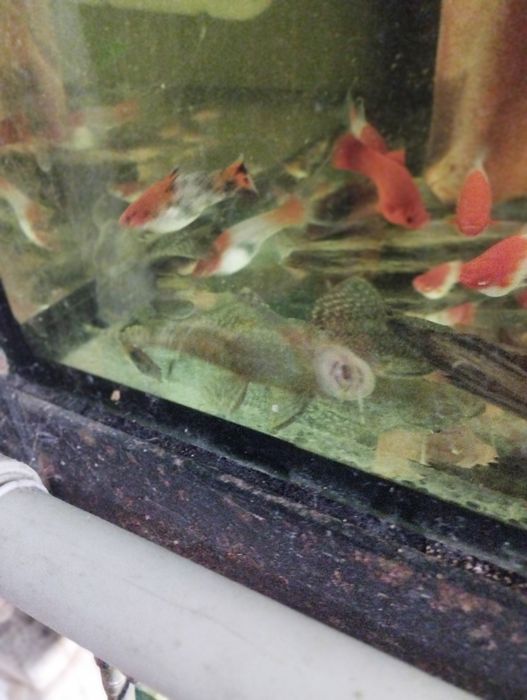 Glonojady tarlaki jasne i ciemne