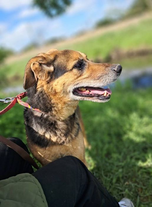 Super Pies Czesio do adopcji