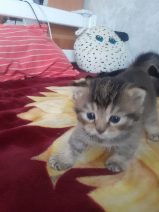 Продам кошечку, красотку