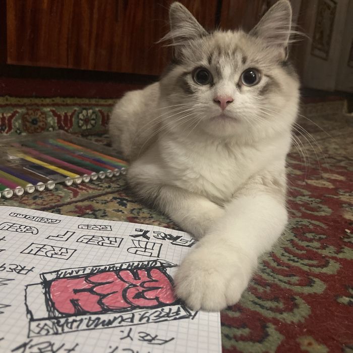 Котик типа ragdoll регдолл ждет невесту вязка случка котів