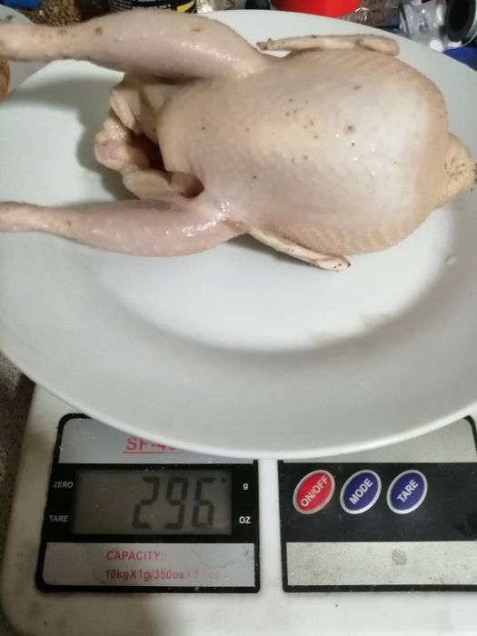 Перепела. Несушки