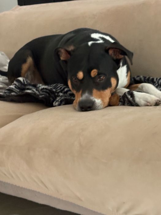 Cão Amstaff para adoçao responsável