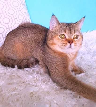 Котики шиншили, мутонові шубки, суперлагідні ВИБІР