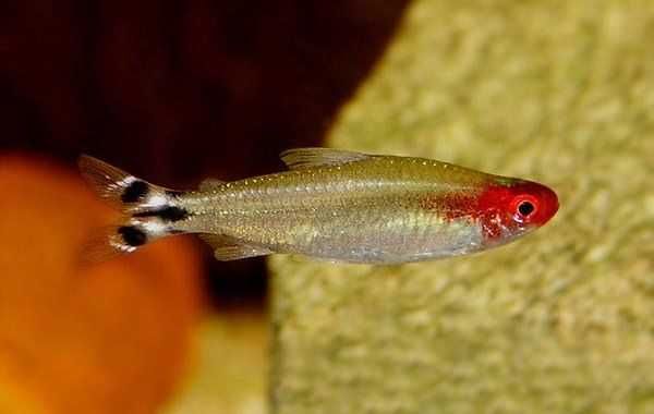 GB Rodostomus, Zwinnik Blehera | Pakiet 50 - 99 szt. - dowóz ryb!