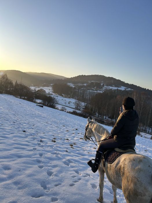 Współdzierżawa konia