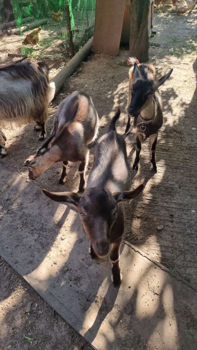 Козлята, козочки