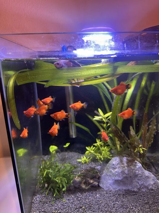 Cubo 30x30x35 cm completo