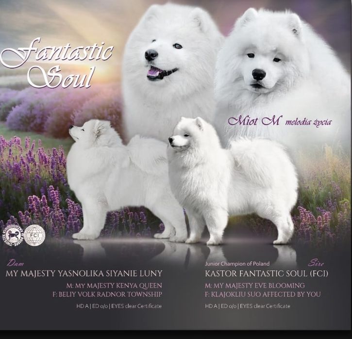 Samoyed-urocza suczka