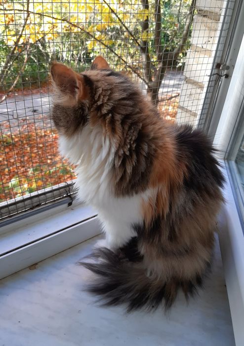 Суми. Кошечка шукає сім'ю!