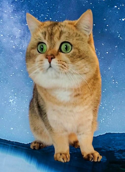 Кот "золотая шиншилла"приглашает кошечек на вязку!