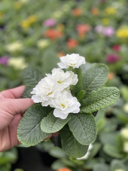 Продам примала оптом