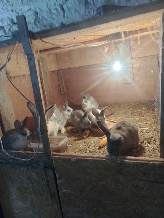 Króle króliki mieszańce