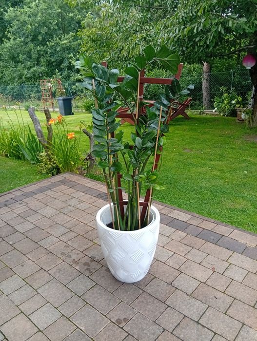 Zamiokulkas, zamia kwiat doniczkowy