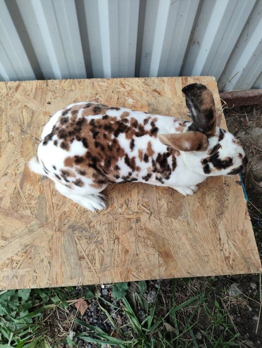 Króliki rex trójbarwny samce