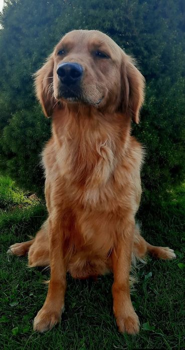 Golden Retriever po Championach