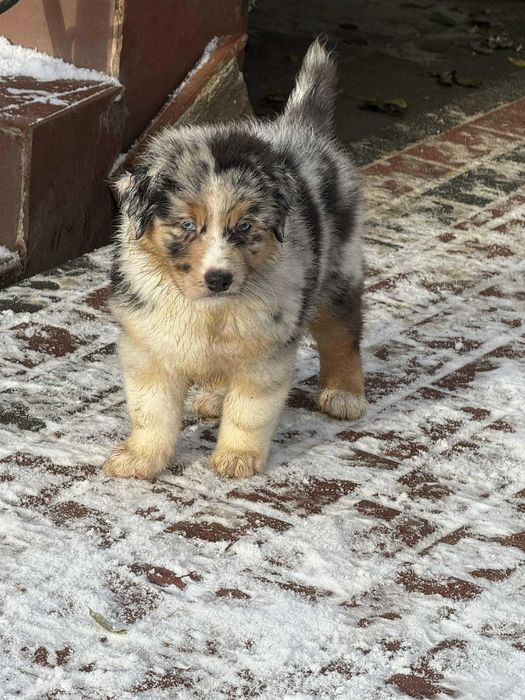 Zoe Kings of Dreams Owczarek Australijski