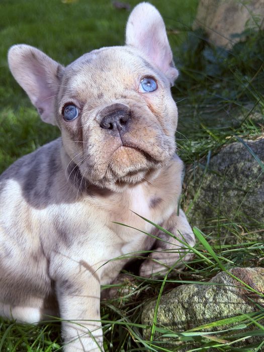 Buldog francuski Merle  DO ODBIORU suczka dziewczynka Nebula