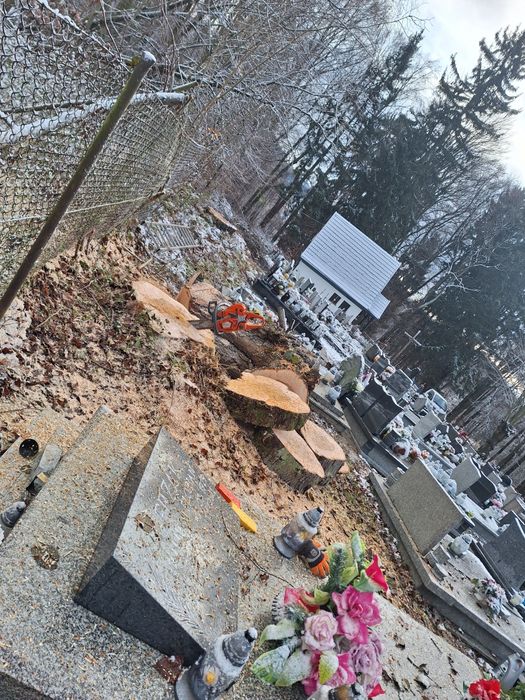 Wycinka Drzew z gruntu