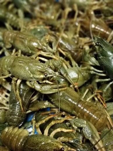 Раки живі та варені є відправка