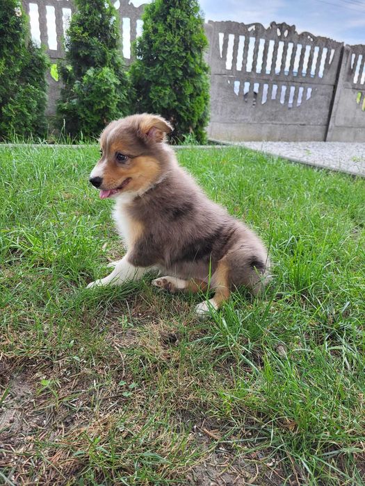 Szczeniak Border Collie suczka