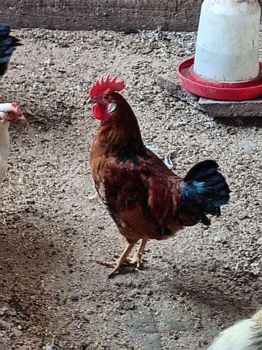 Kogut mieszany liliput