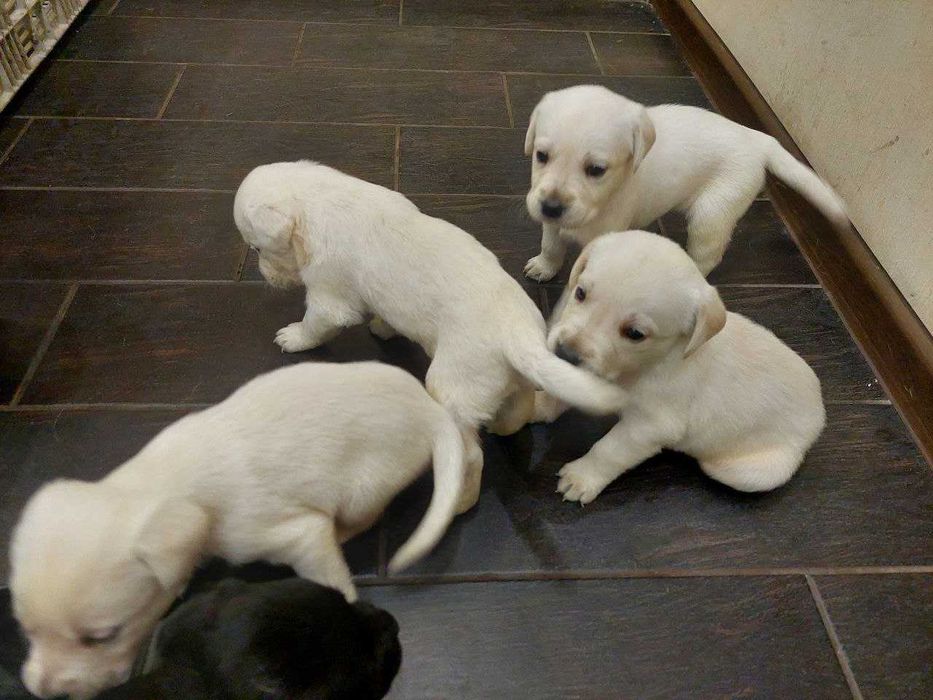 Лабрадор щенки чёрные и палевые