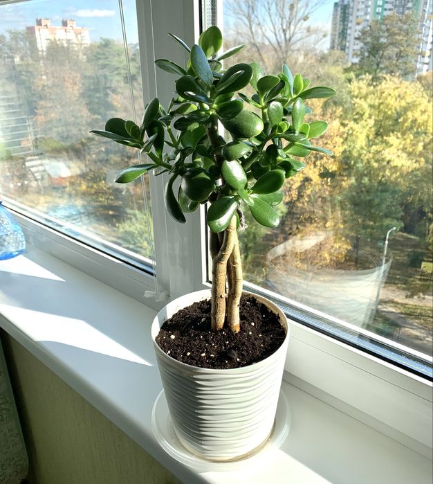 Толстянка (денежное дерево) сплетена из 2-х расений в немецком грунте