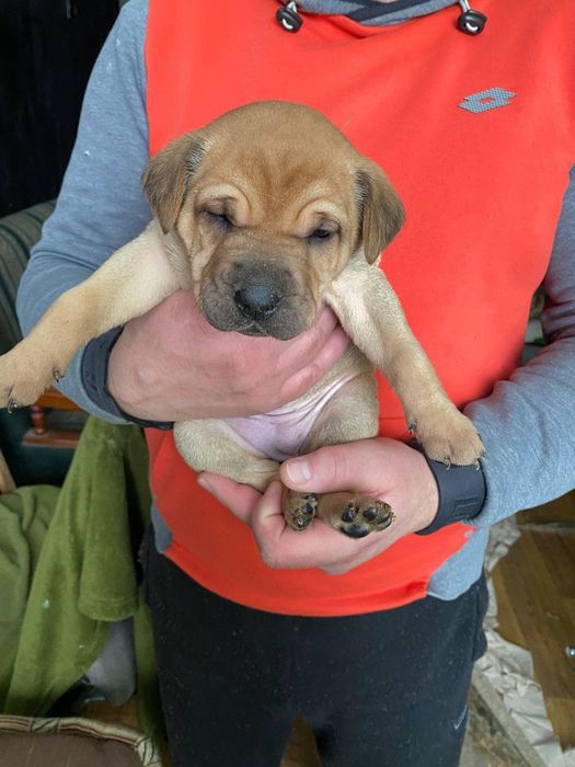 Віддам цуценят Киев