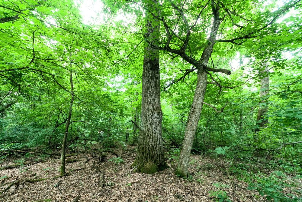 Продам 27сот Каменка,крайній від лісу з власним озером.