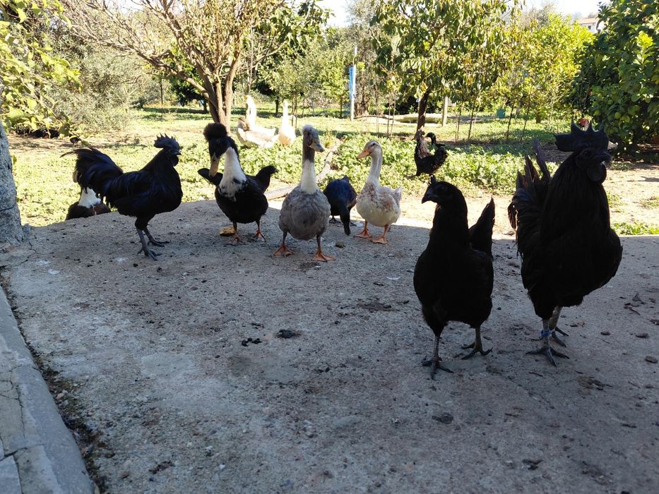 Patos pompom 2026