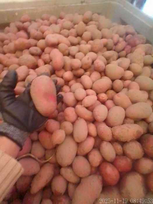 Batata Roxa Nova em quantidade