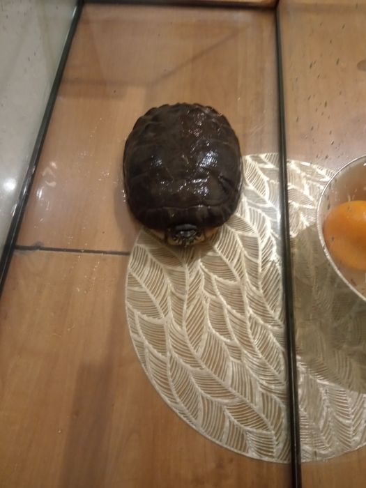 Sprzedam żółwia z akwarium