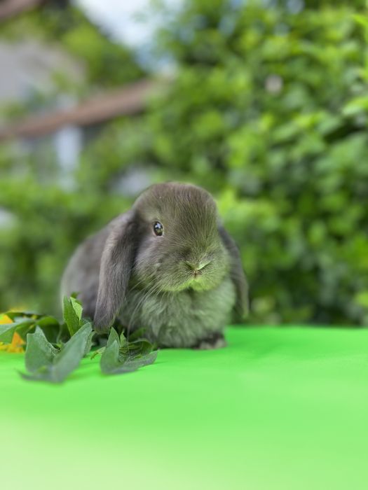 NHD.кролики карликові.декоративні