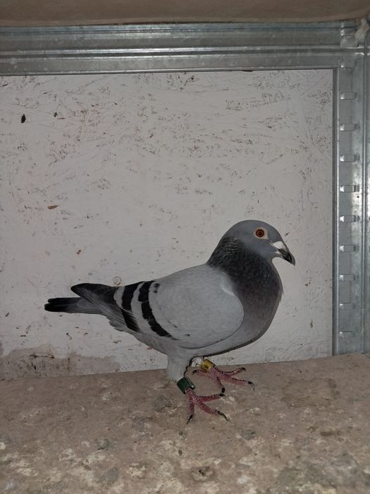 Lote de 3 pombos correios