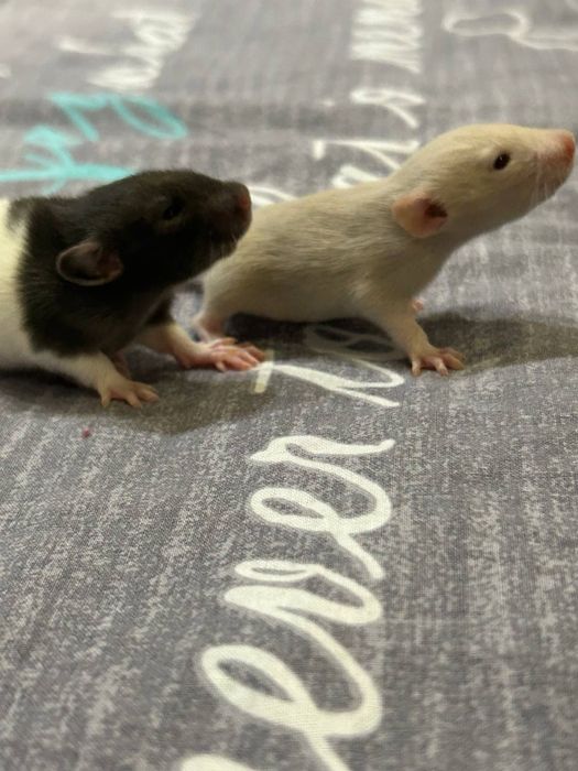 Декоративні криси, крисенята, пацюки БЕЗКОШТОВНО !