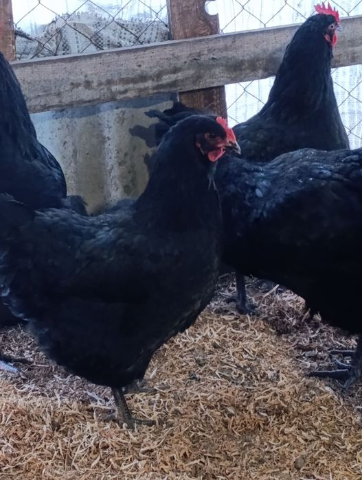 Інкубаційні яйця Джерсійського гіганта.