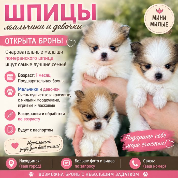 Шпицы мальчики и девочки бронь.