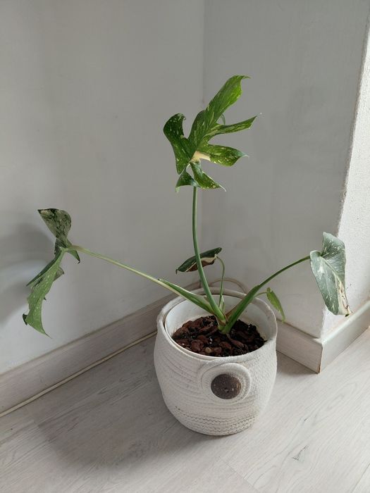 Monstera Thai Constellation