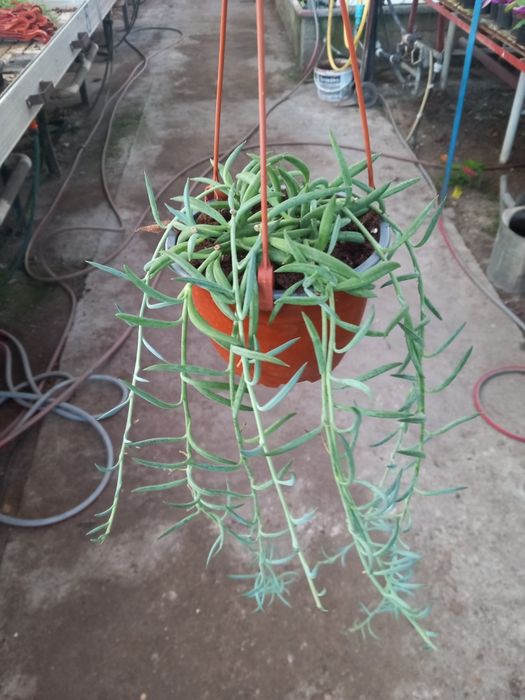 Senecio Hook doniczka wieszakowa fi 14