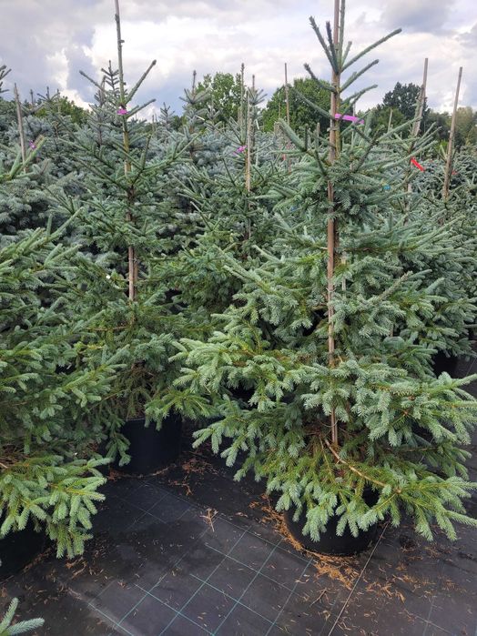 Świerk Sosna Jodła Cis duży wybór Liściaste do wys. 5m dowóz sadzenie