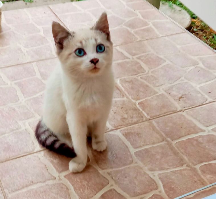 Кошенята шукають дім