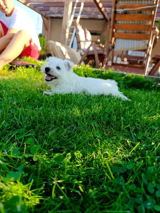 West higland white terrier