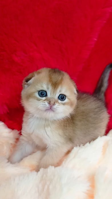 Шикарный вислоухий котик золотая шиншилла