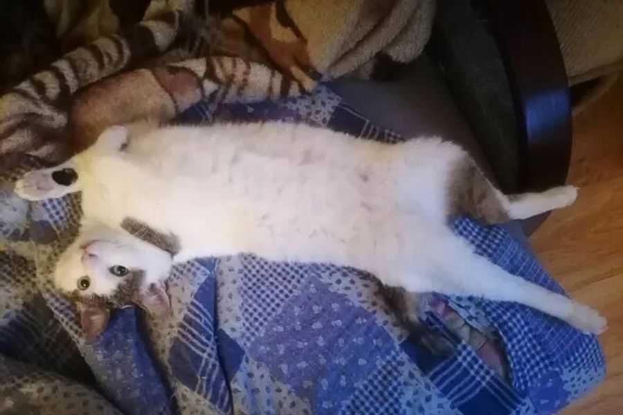 JULUŚ - do adopcji kotek o niezwykłym ogonku :D