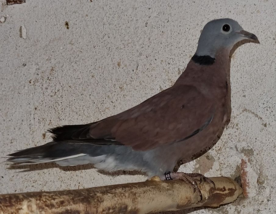 Synogarlica mała.,Gołabki winoczerwone