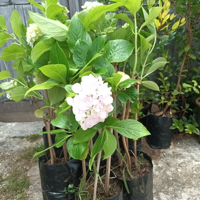 Hortênsias - Excelente Qualidade