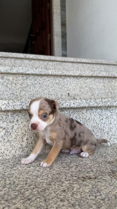 Chihuahua cor merle