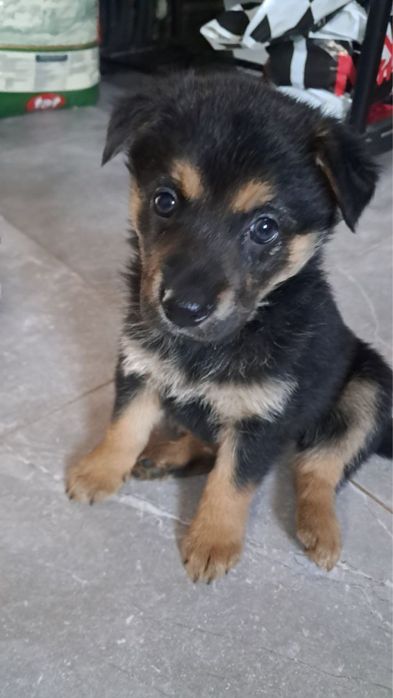 Безкоштовно песики