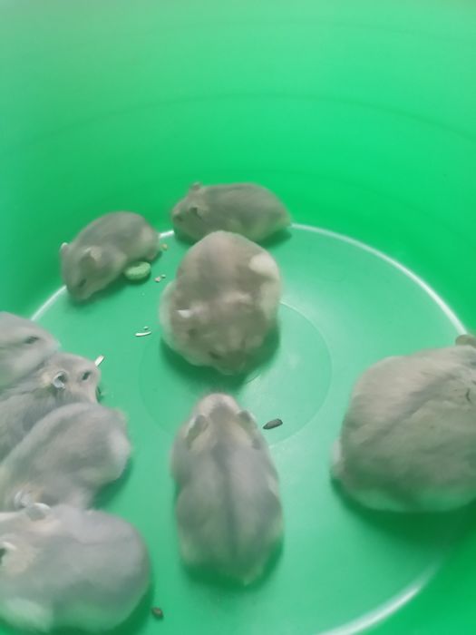Vendo hamsters novo lar