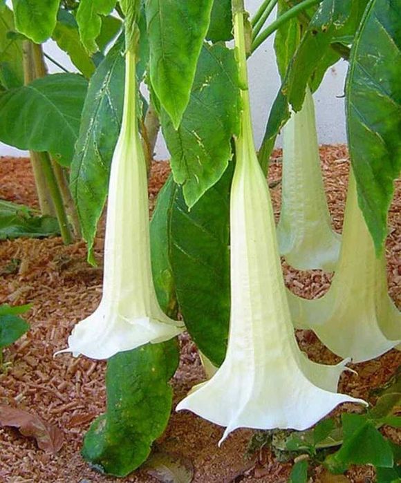 Flor Trombeta de Anjo branca